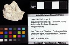 Foto (Objket + Etiketten) von Discutiolira moesica (Muţiu & Bădăluţă, 1971) 